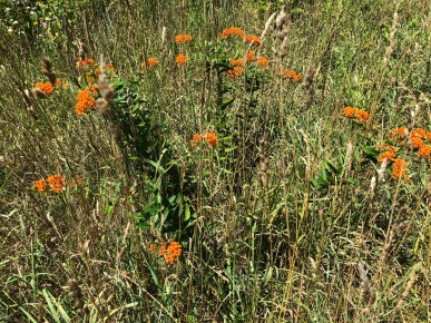 prairie butterfly weed